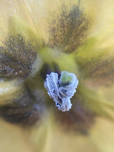 Physalis philadelphica (Tomatillo) — photo