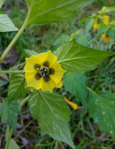 Physalis philadelphica