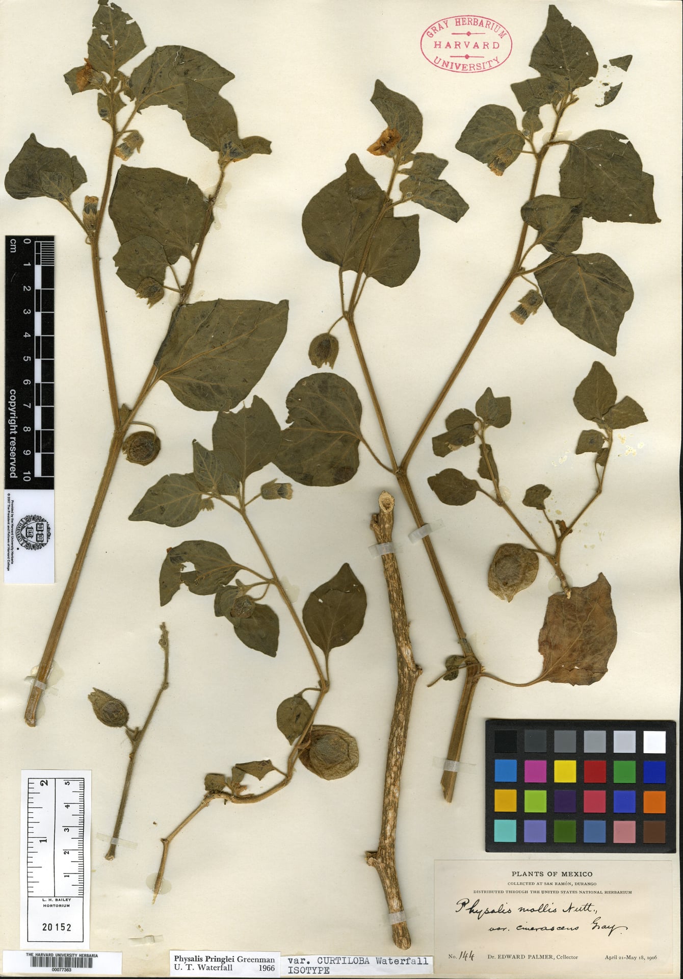 Physalis pringlei — photo