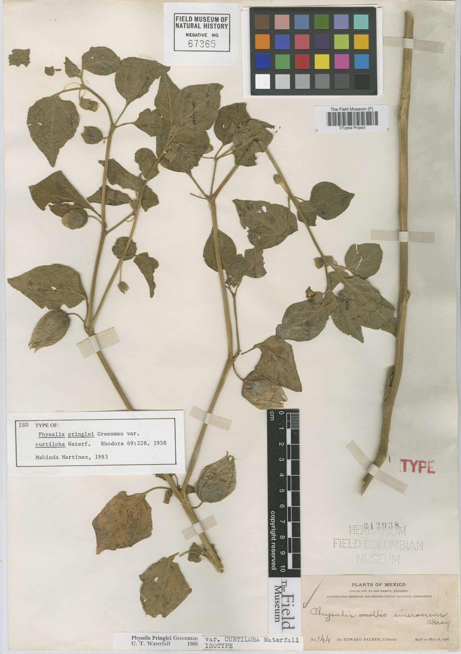 Physalis pringlei