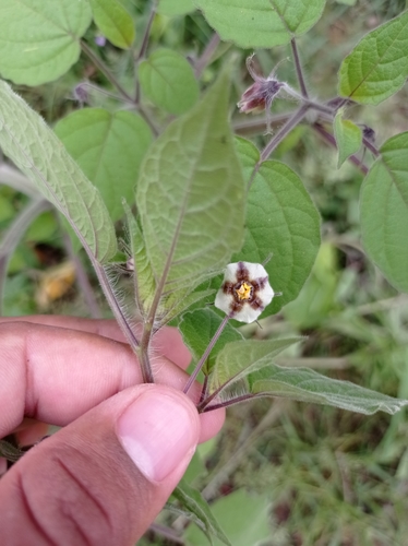 Physalis pruinosa (Ground cherry) — photo