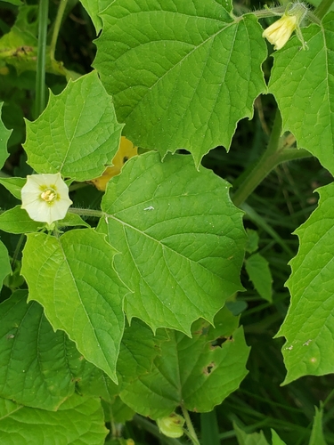 Physalis pruinosa (Ground cherry) — photo