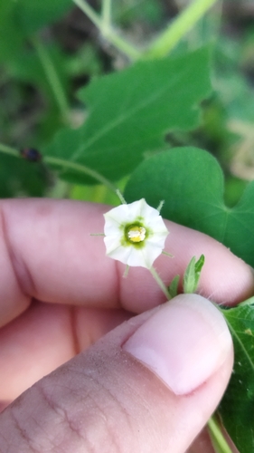 Physalis pruinosa