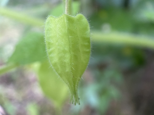 Physalis pubescens (Downy ground-cherry) — photo