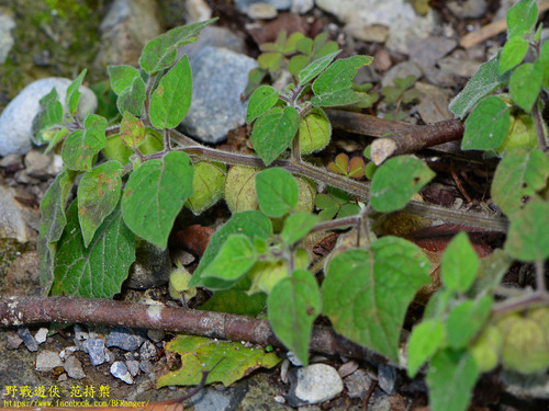 Physalis pubescens (Downy ground-cherry) — photo