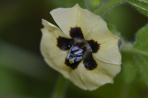 Physalis pubescens