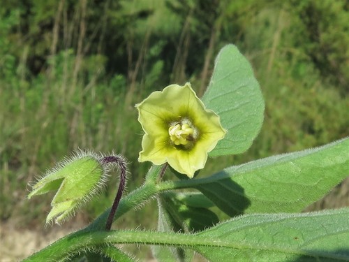Physalis pumila (Dwarf Groundcherry) — photo