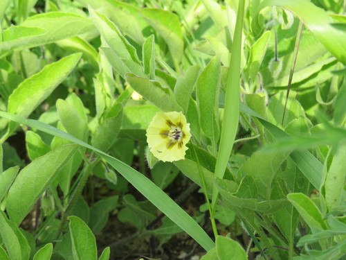 Physalis pumila (Dwarf Groundcherry) — photo