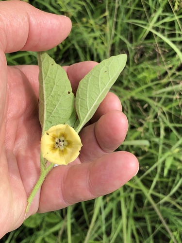 Physalis pumila