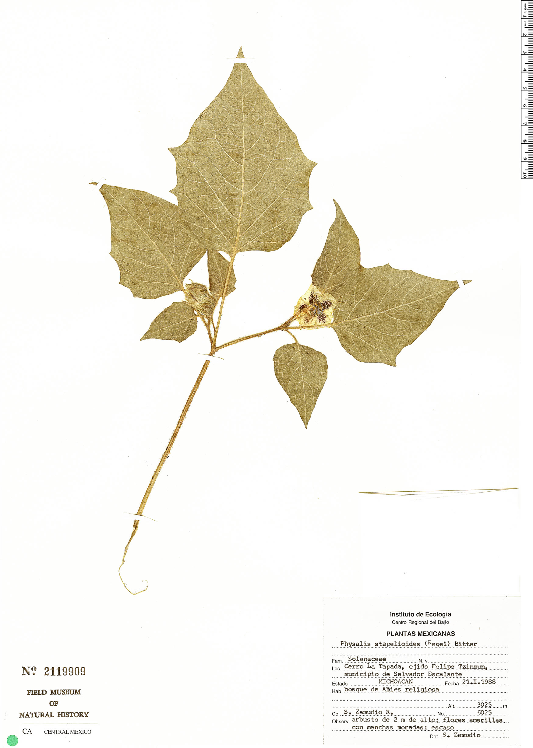Physalis stapelioides