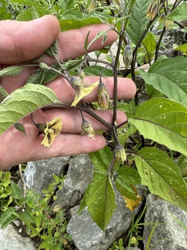 Physalis subglabrata (Longleaf Groundcherry) — photo