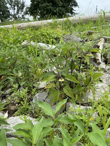 Physalis subglabrata