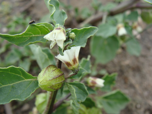 Physalis sulphurea — photo