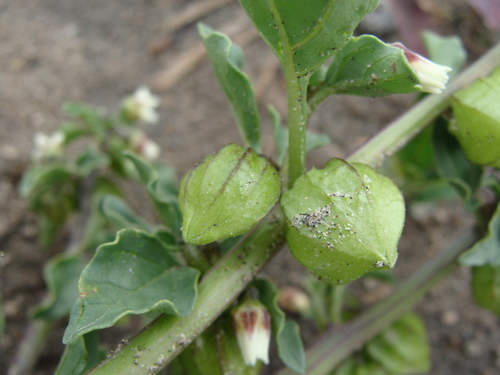 Physalis sulphurea — photo