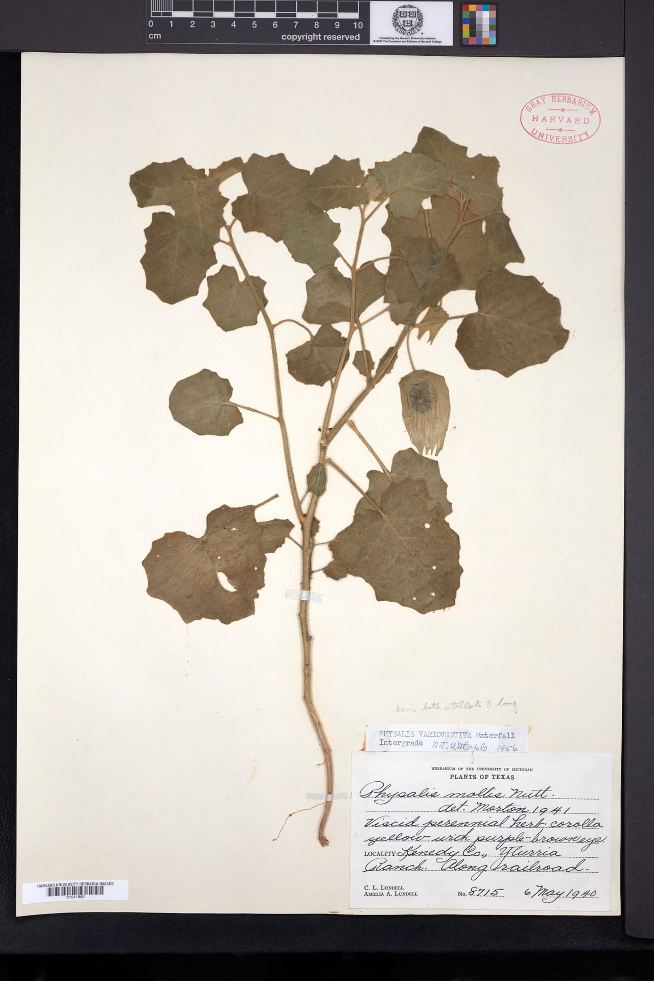 Physalis variovestita (Field Groundcherry) — photo