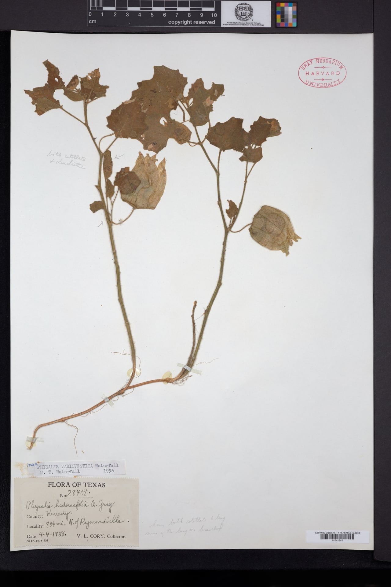 Physalis variovestita (Field Groundcherry) — photo