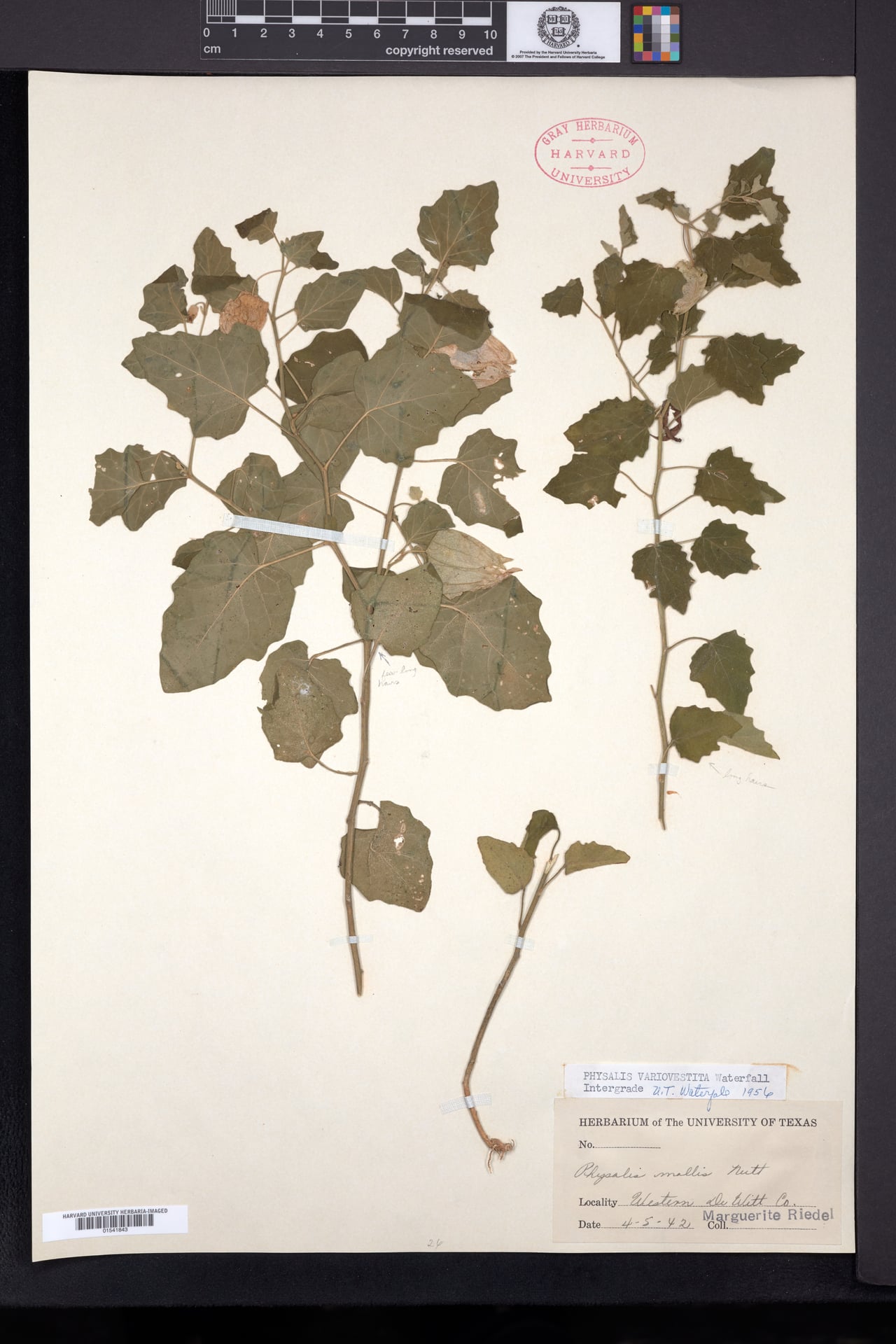 Physalis variovestita