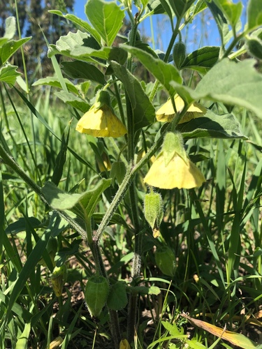 Physalis virginiana (Perennial Ground Cherry) — photo
