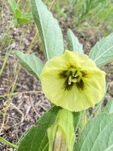 Physalis virginiana (Perennial Ground Cherry) — photo