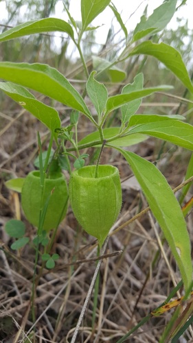 Physalis virginiana