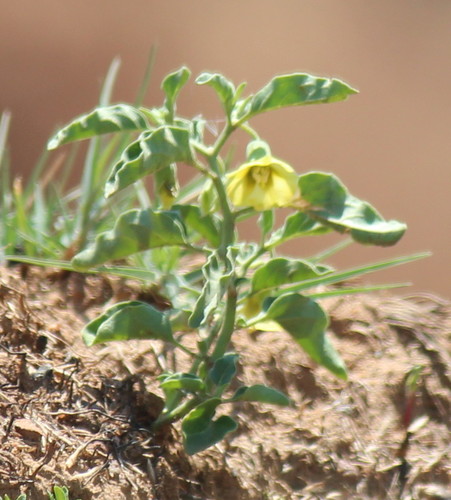Physalis viscosa (Sticky Cape Gooseberry) — photo