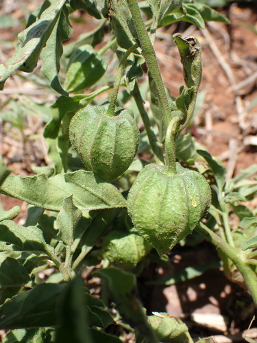 Physalis viscosa (Sticky Cape Gooseberry) — photo