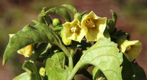 Physalis viscosa