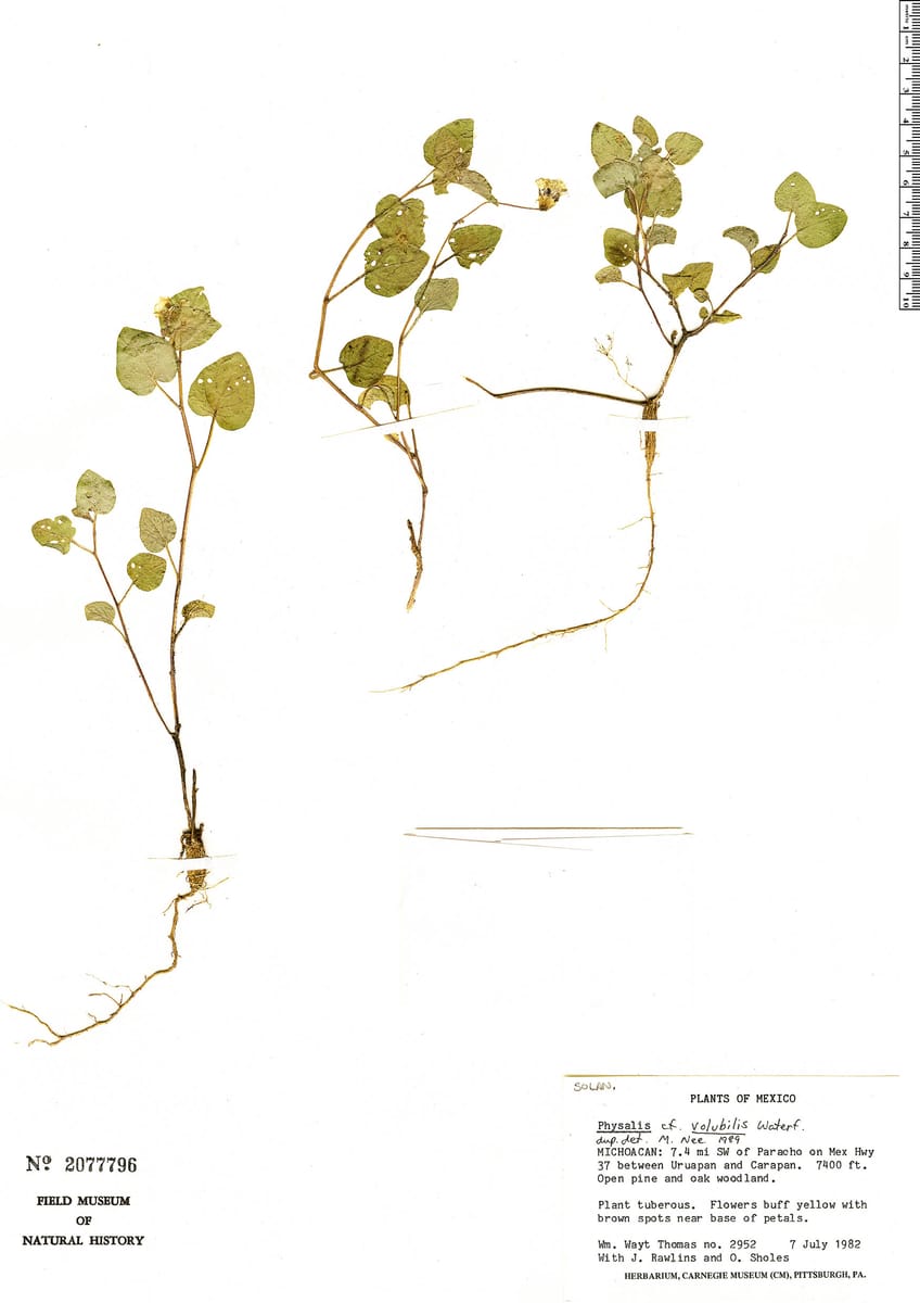 Physalis volubilis — photo