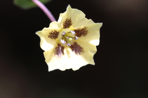 Physalis volubilis