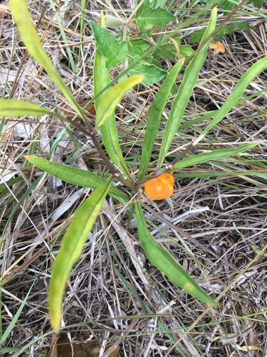 Physalis walteri — photo