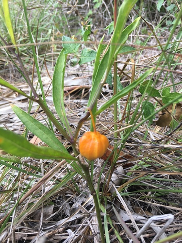 Physalis walteri
