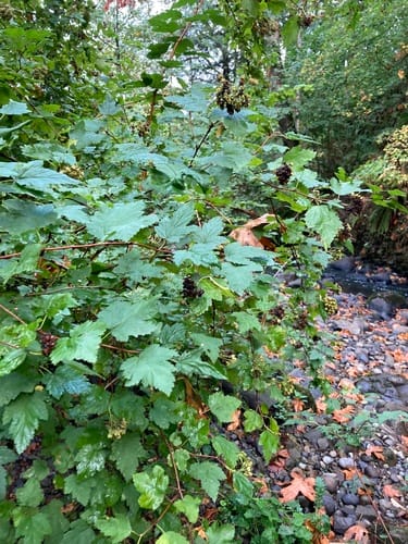Physocarpus capitatus (Pacific ninebark) — photo