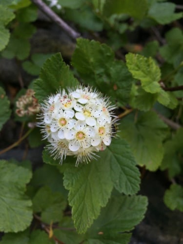 Physocarpus capitatus