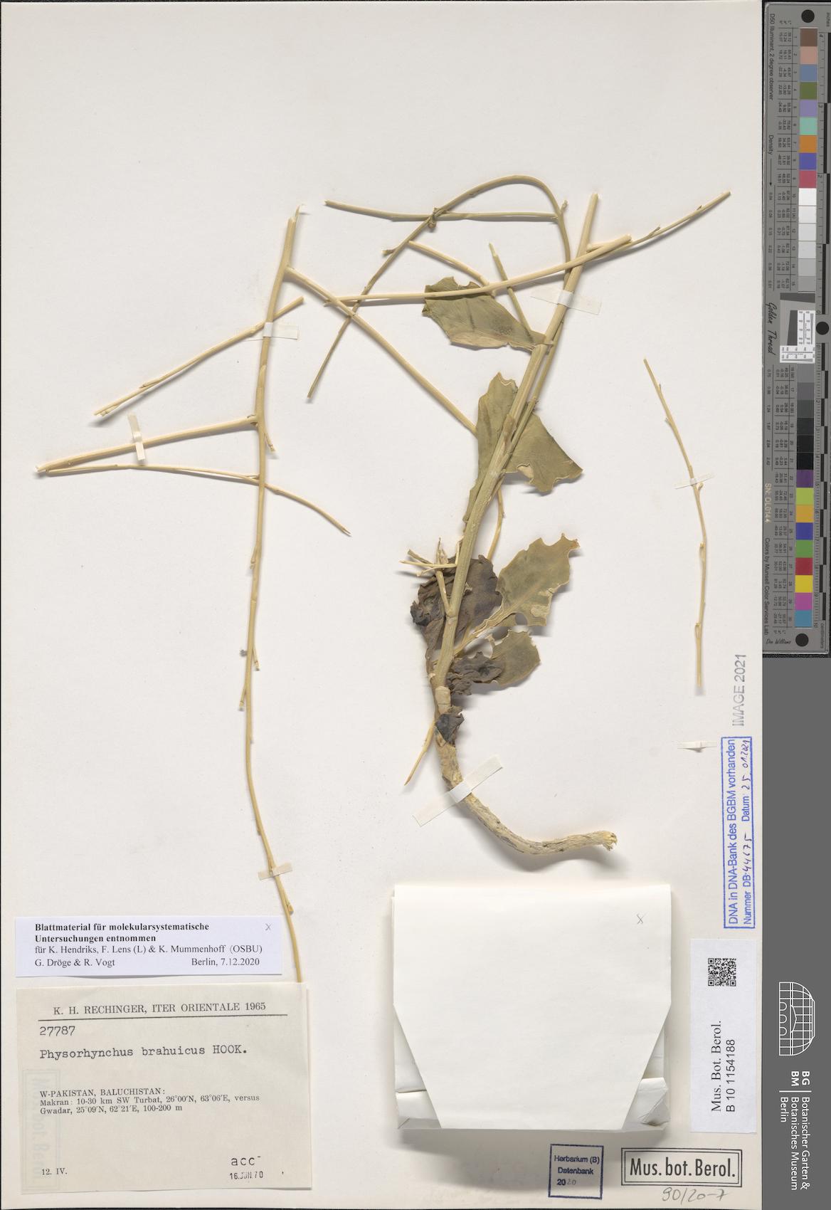 Physorhynchus brahuicus — photo
