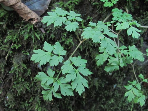 Physospermum cornubiense (Barestem biscuitroot) — photo