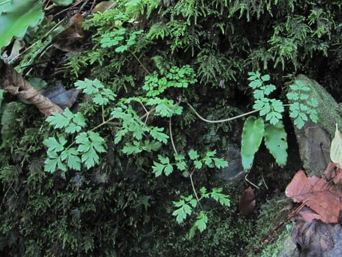 Physospermum cornubiense (Barestem biscuitroot) — photo