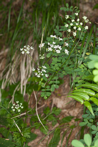 Physospermum cornubiense