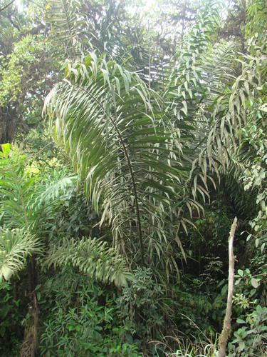 Phytelephas aequatorialis (Vegetable ivory) — photo