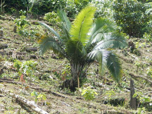 Phytelephas macrocarpa (Ivory nut palm) — photo