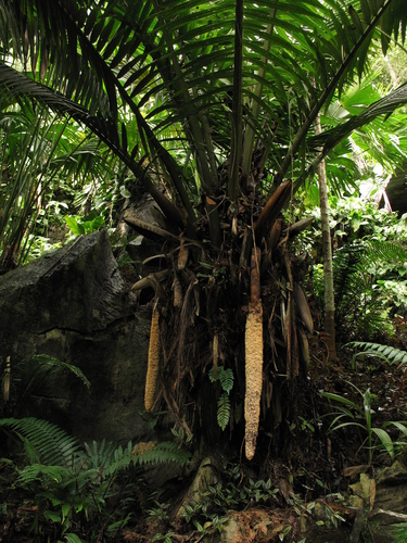 Phytelephas macrocarpa