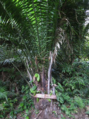 Phytelephas schottii