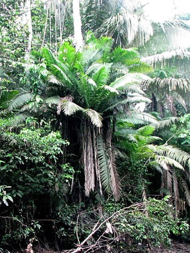 Phytelephas tenuicaulis (Slender ivory palm) — photo