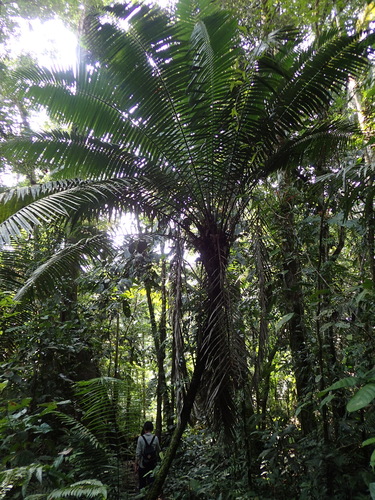 Phytelephas tenuicaulis
