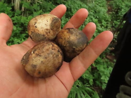 Phytelephas tumacana (Tagua) — photo