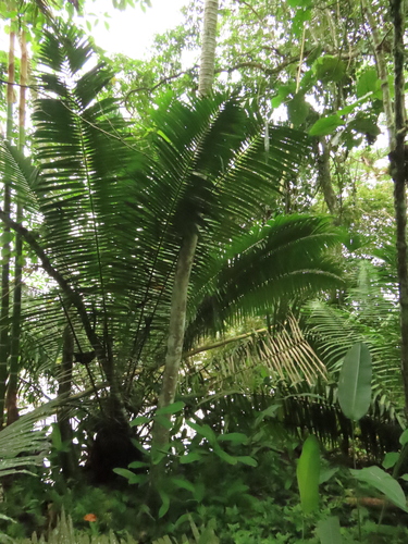 Phytelephas tumacana