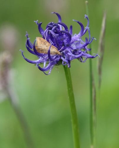 Phyteuma orbiculare (Roundheaded rampion) — photo
