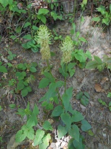 Phyteuma ovatum — photo