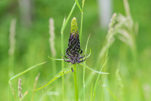 Phyteuma ovatum