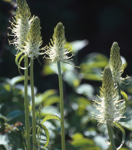 Phyteuma spicatum (Spiked rampion) — photo