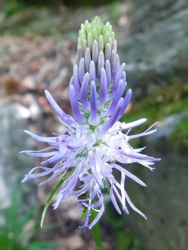 Phyteuma spicatum (Spiked rampion) — photo